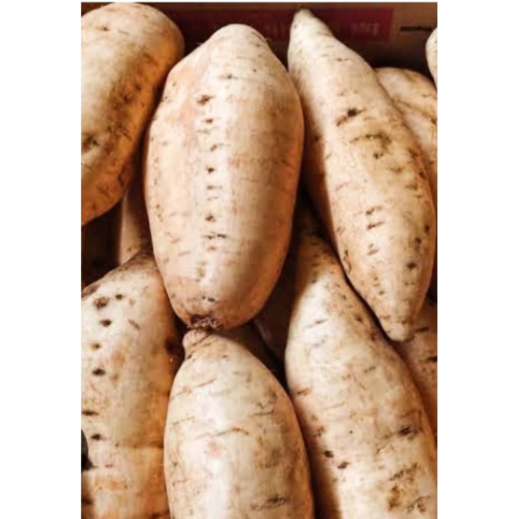 

ubi Cilembu madu manis ukuran besar 1 kg isi 4-7