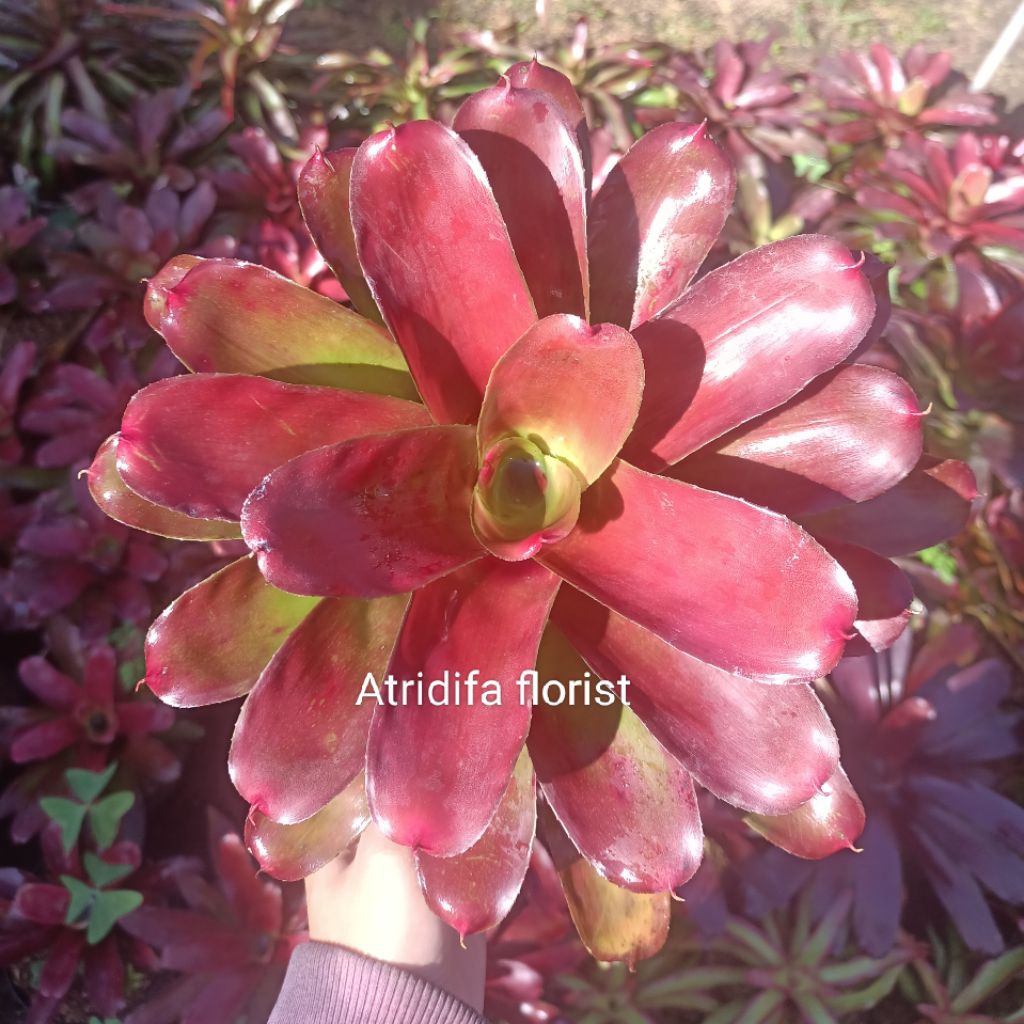 Bromelia Mawar Merah ukuran sedang - bromelia mawar