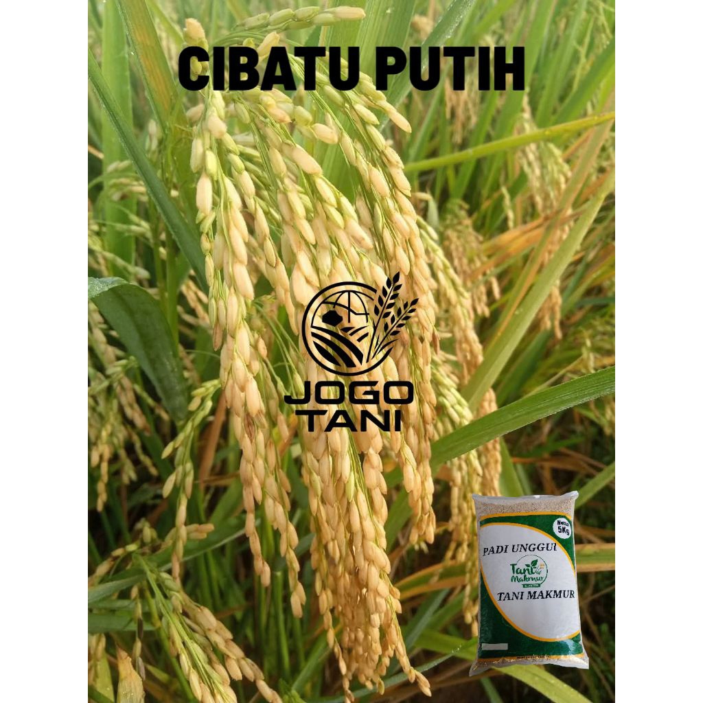 BENIH PADI CIBATU PUTIH 5 KG