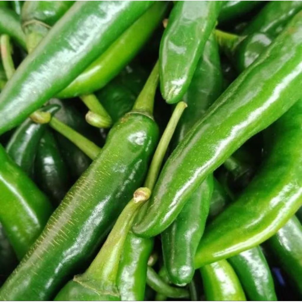 

cabai besar hijau, lombok hijau cabe gembor