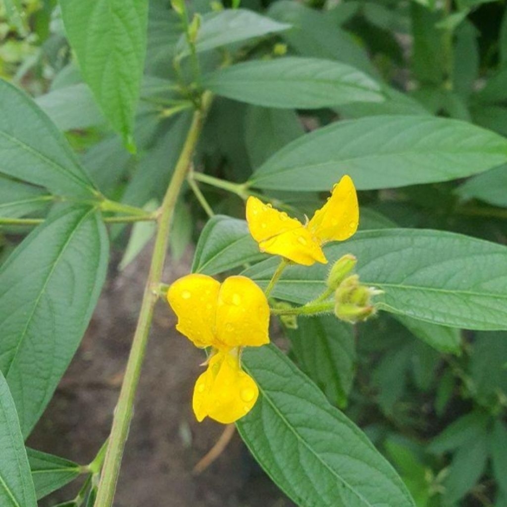 

daun hiris Sega pres 200gram