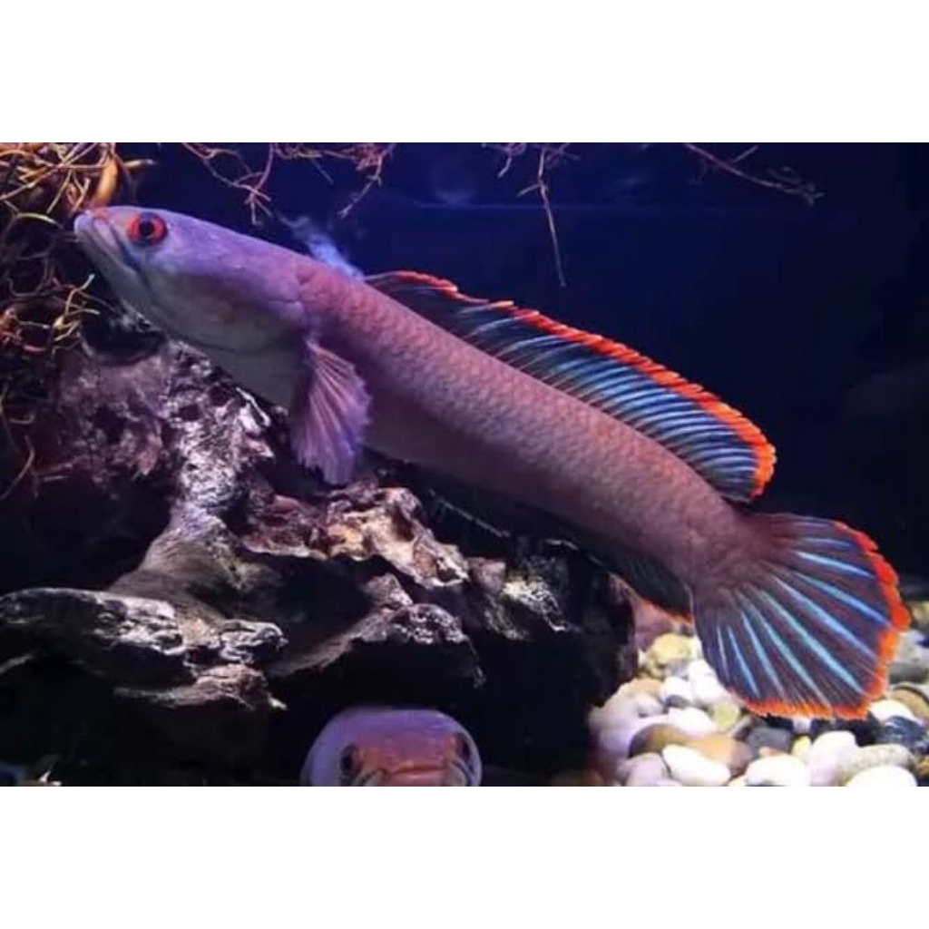 ChanaLimbataGunungCB 15 cm