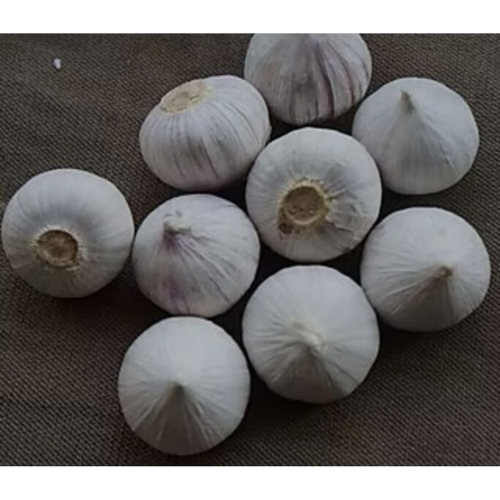 

BAWANG PUTIH TUNGGAL CANTIK UKURAN BESAR