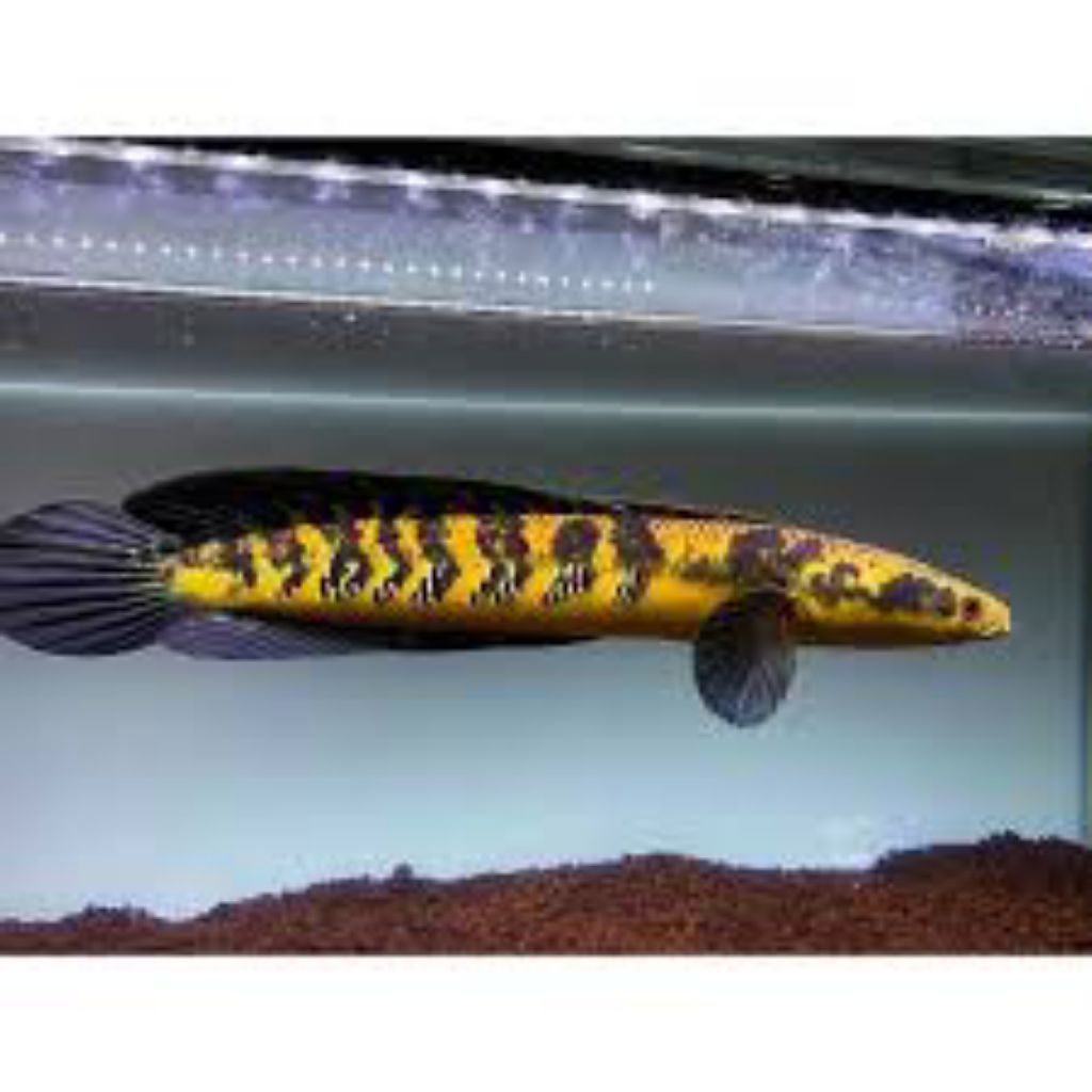 HIASAN AKURIUM IKAN CANA MARU YS 15CM