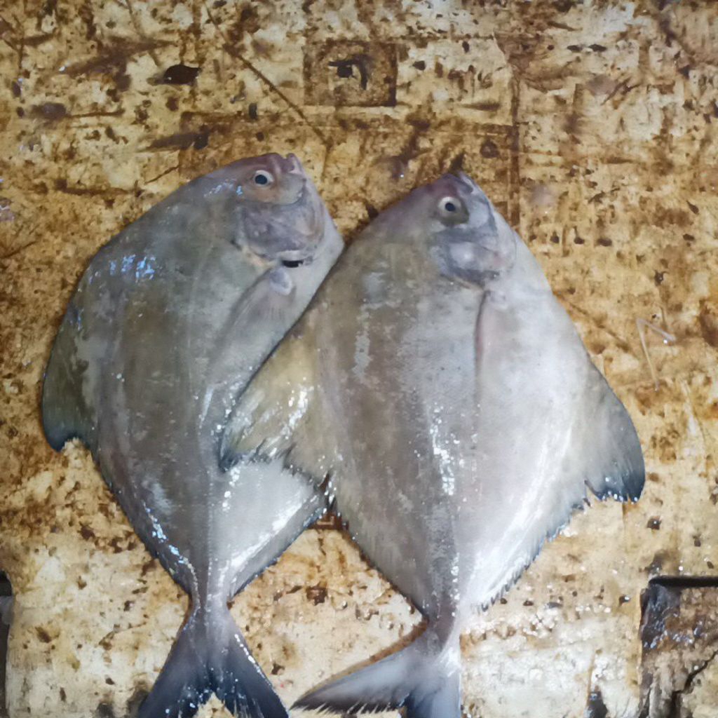 

Bawal Hitam ( Dorang Laut /Hitam ) Berat 1kg