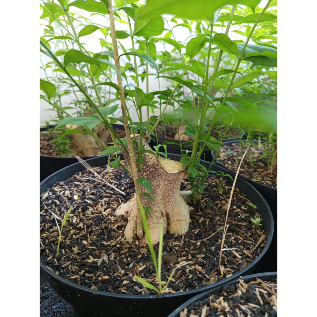 bahan bonsai anting putri batang putih, waru taiwan dan sancang