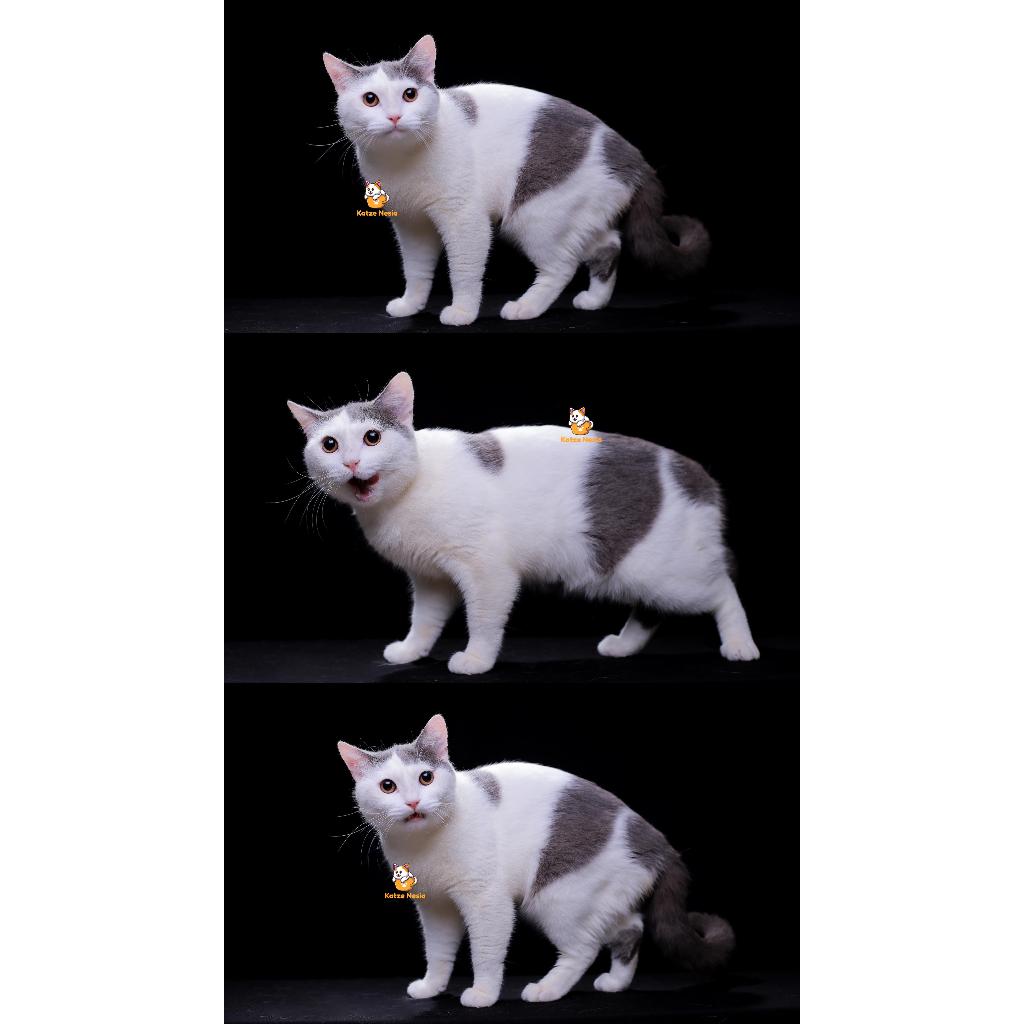 Magnus – Kucing British Short Hair 13 Bulan Jantan