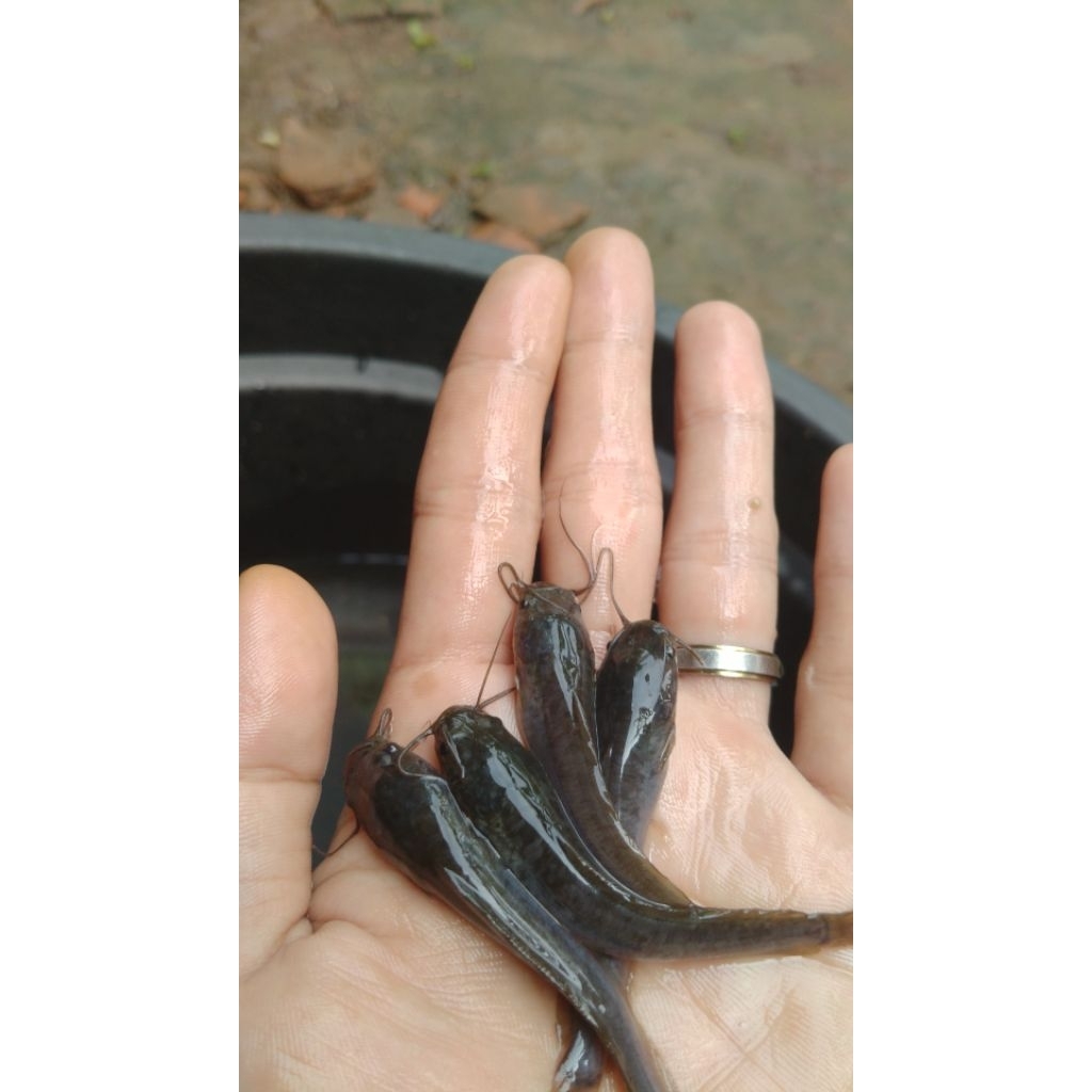 Bibit ikan lele ukuran 7-8cm isi 5ekor