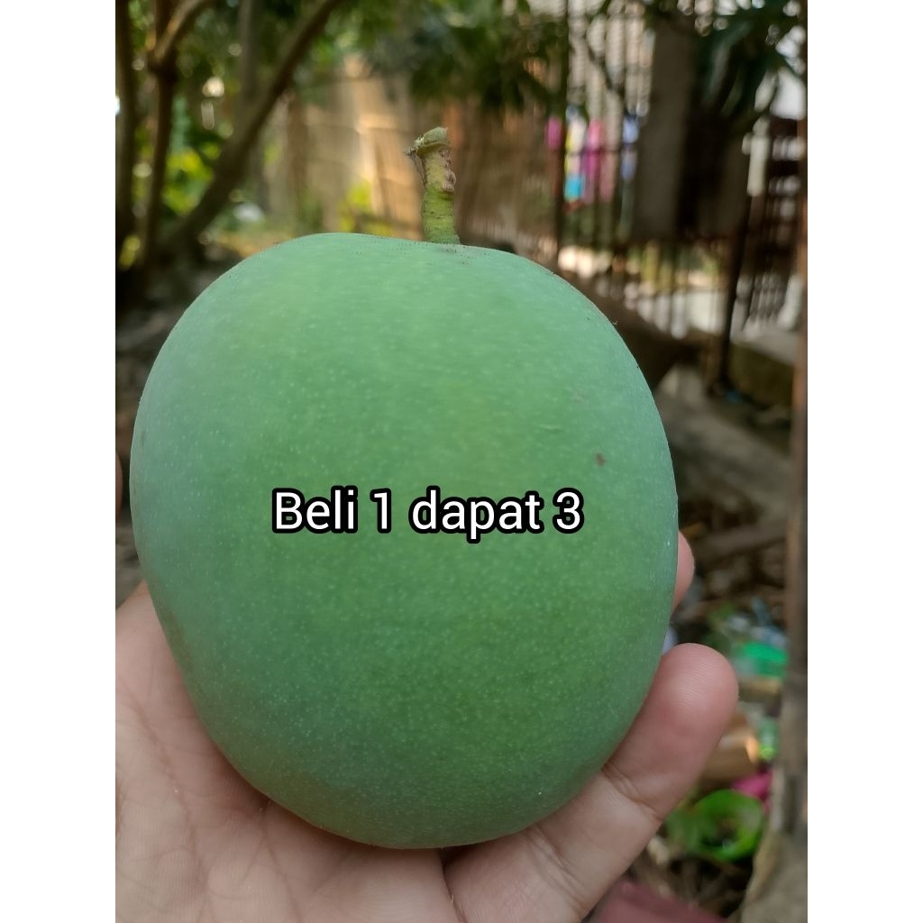 

Beli 1 Dapat 3 ✓ Buah Mangga Apel Segar Di Petik Dari Pohon nya Langsung