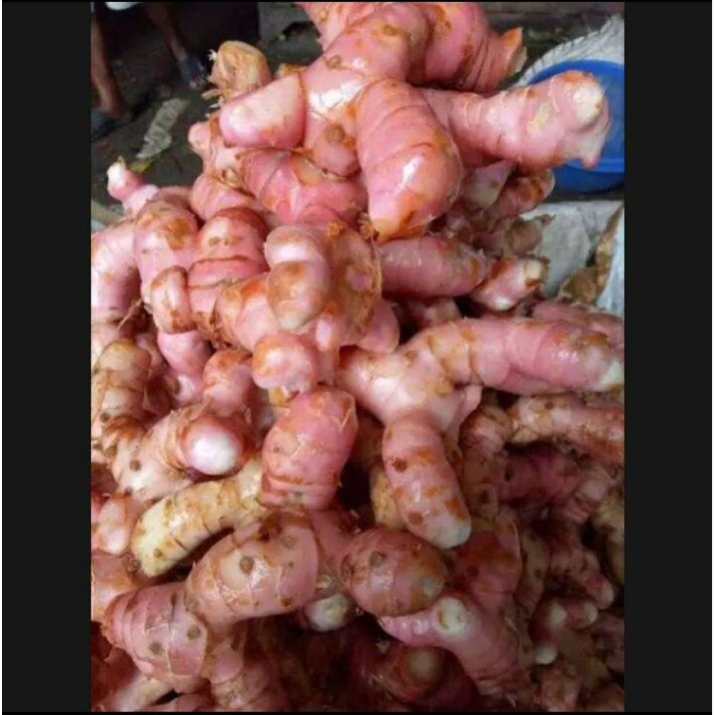 

lengkuas segar 250 gram murah laos laja segar fresh