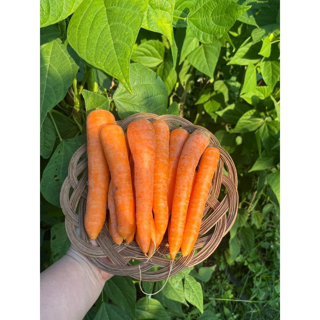 

Wortel Brastagi 500gr