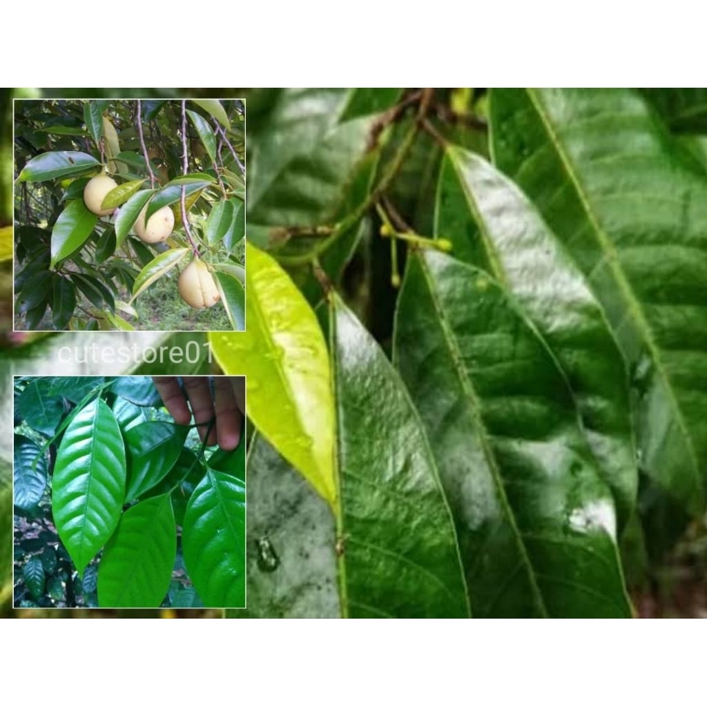 

Daun Pohon Pala 500gram Termurah