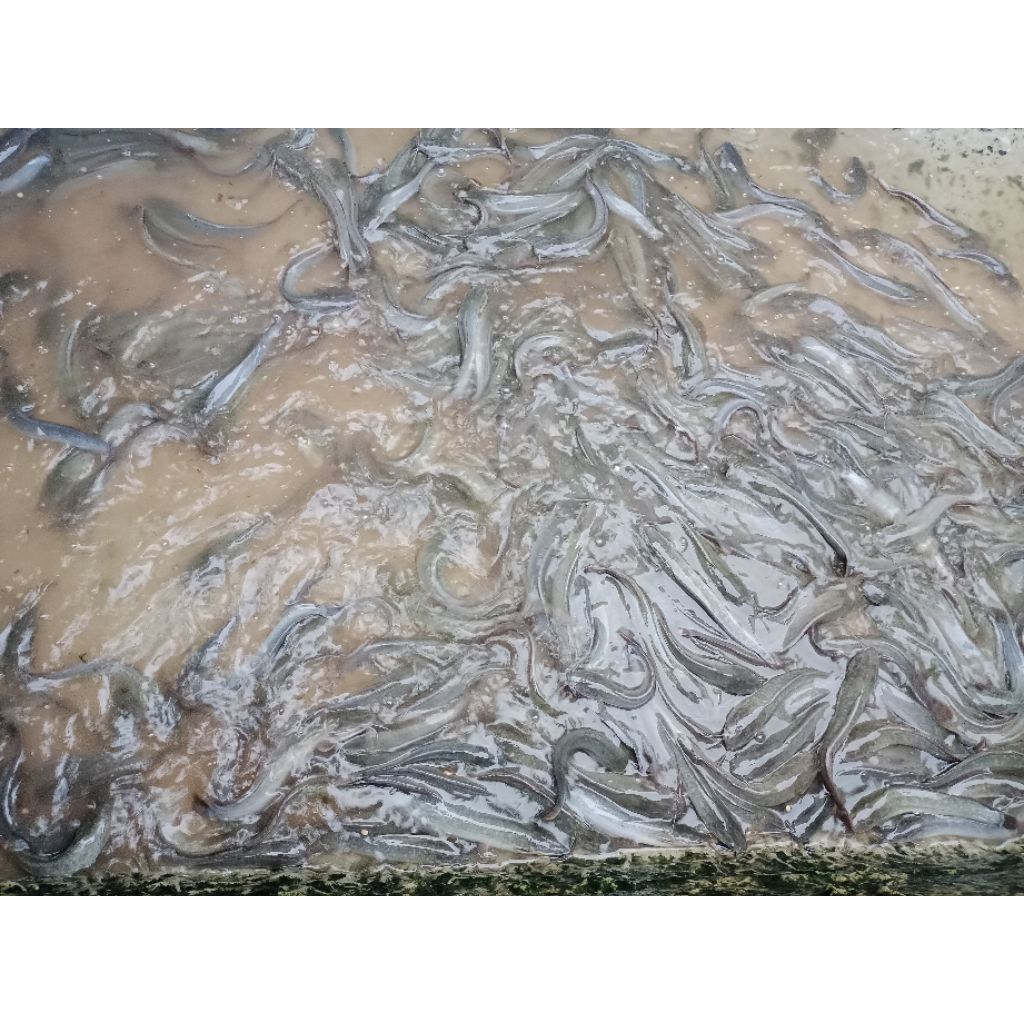 

LELE SEGAR ISI 8/9/10 PERKILO || SUDAH DIBERSIHKAN TINGGAL MASAK