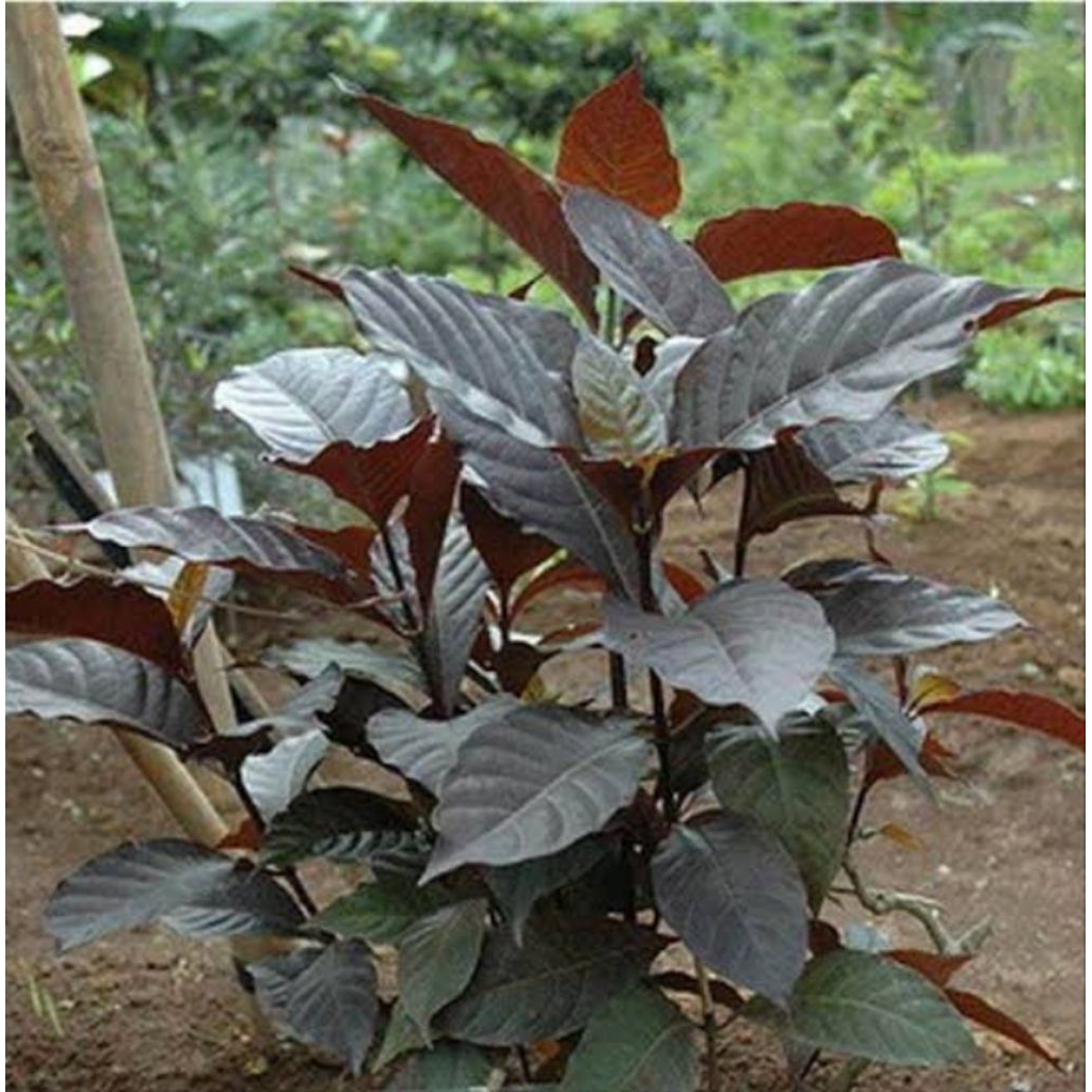 

200gr Daun handeuleum segar