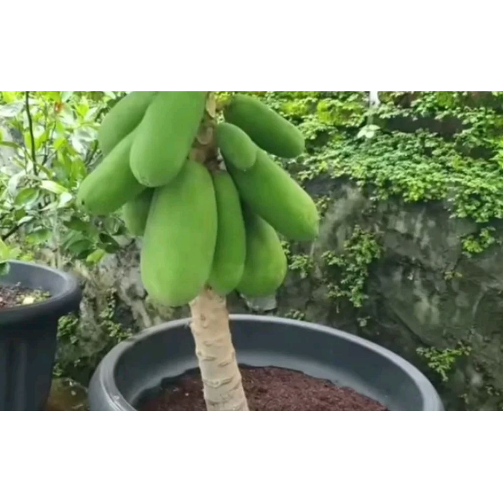 bibit leci/leci merah