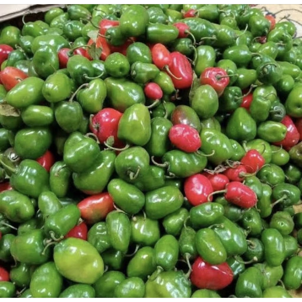 

Cabe gendot asli 250gr pengiriman binjai Sumatera Utara