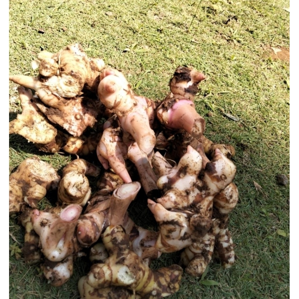 

lengkuas/Laos rempah,herbal 500g