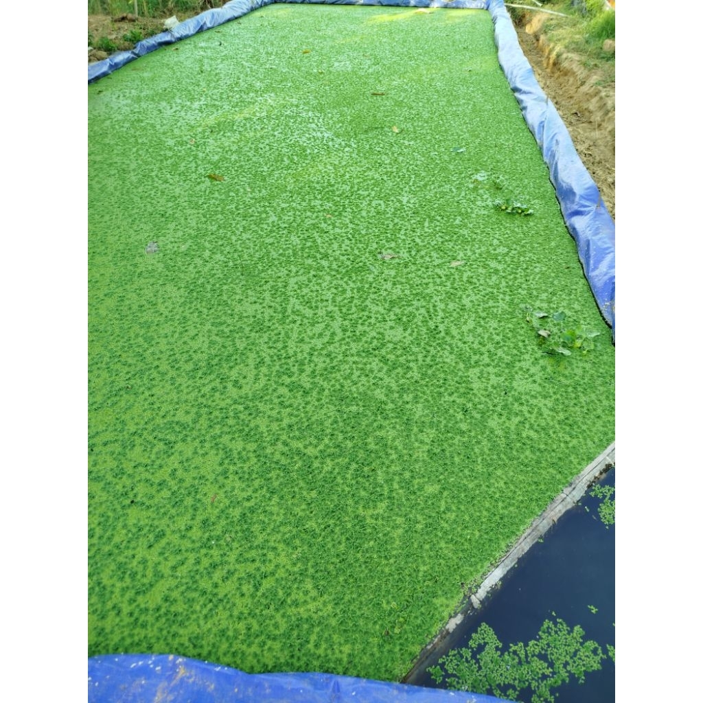 Bibit Azolla Segar Tanaman Air Untuk Pakan Ikan Lele, Ayam, Itik , Entok, Pupuk