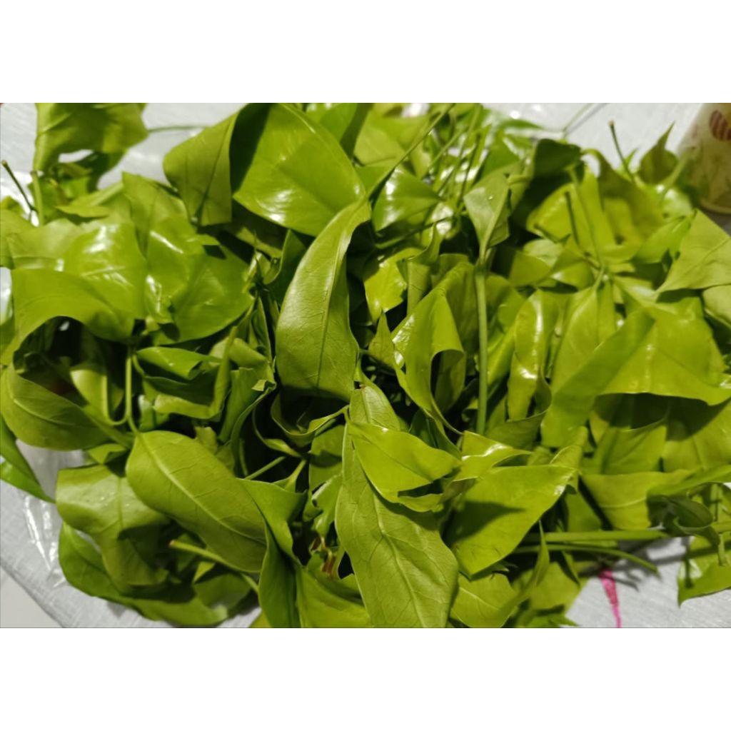 

daun melinjo muda segar 100gram