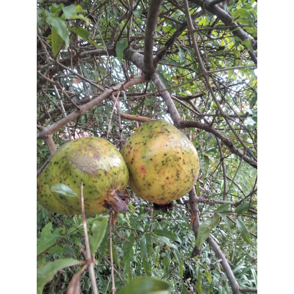 

buah delima lokal super 2 biji