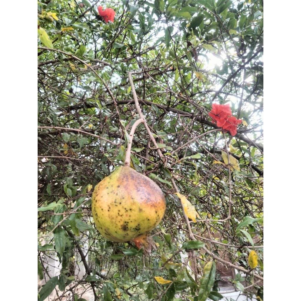 

buah delima lokal 1 biji