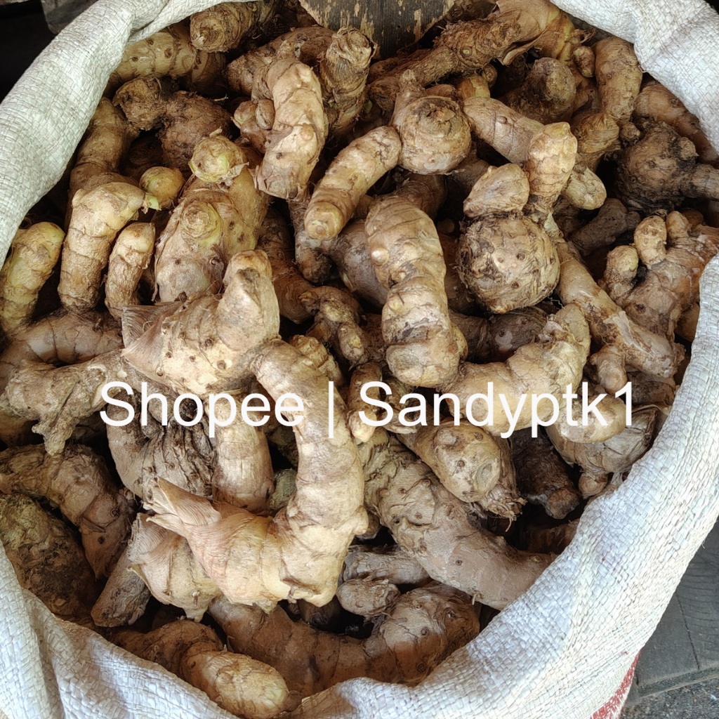 

Temu Putih Kuning Kalimantan bukan Kunyit Putih