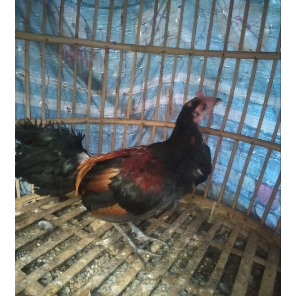 ayam hutan merah Jawa sepasang