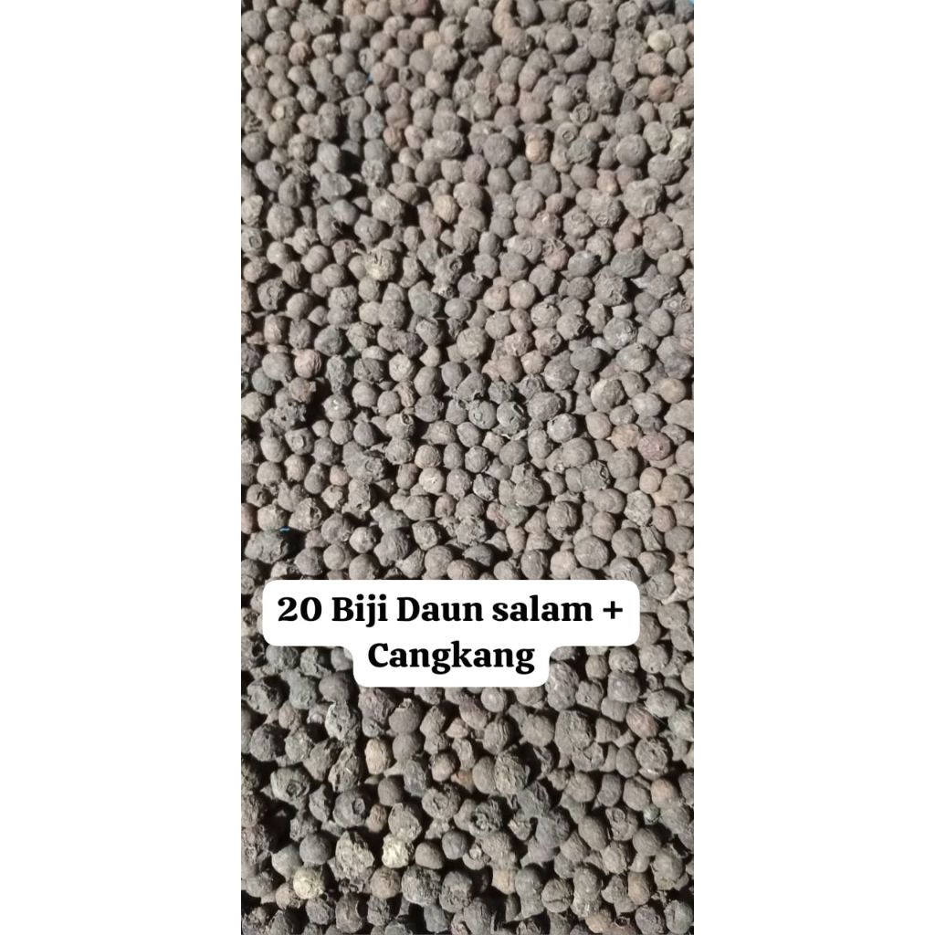 20 Biji Benih Daun Salam + Cangkang