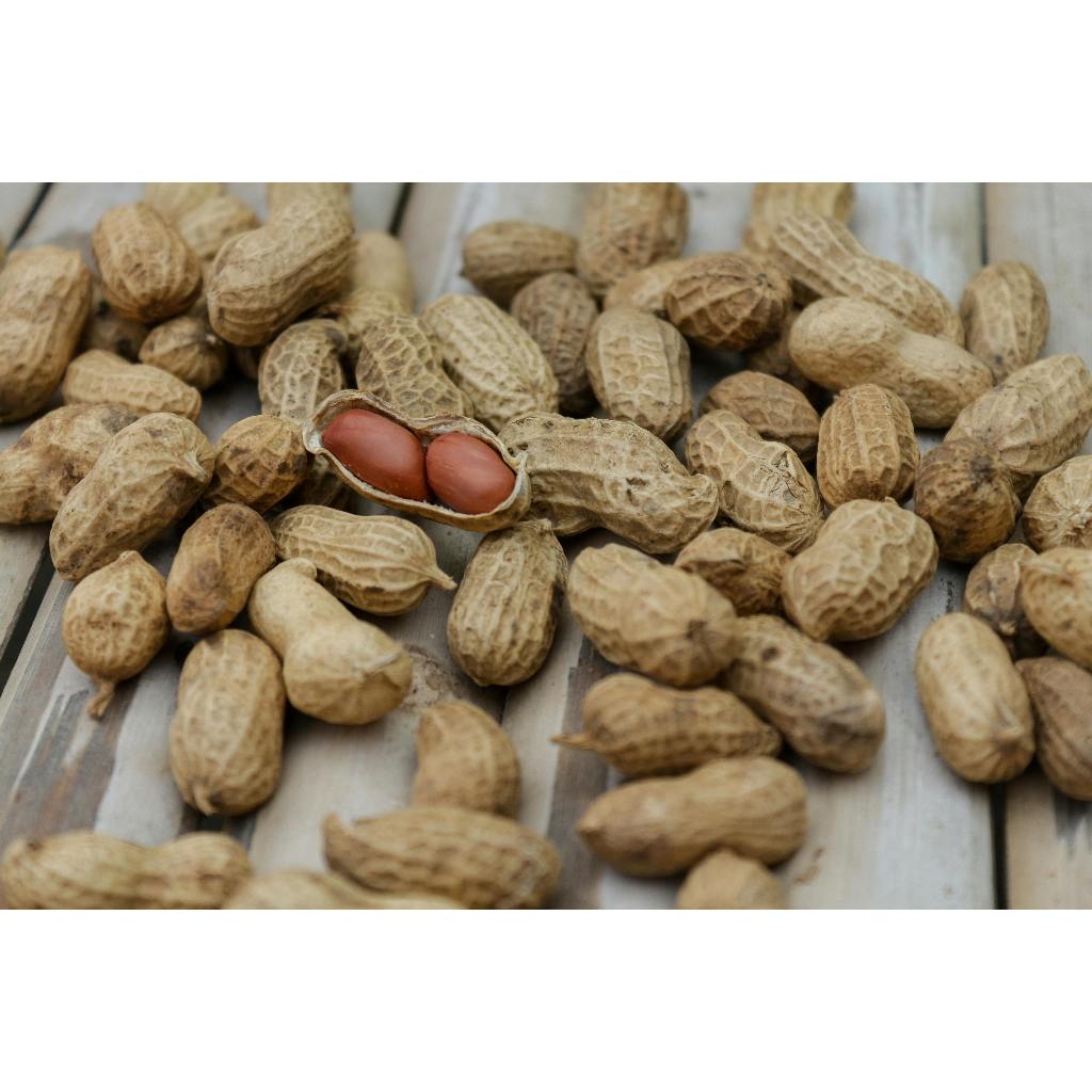 

Kacang tanah import merk TJ. Tersedia berbagai size