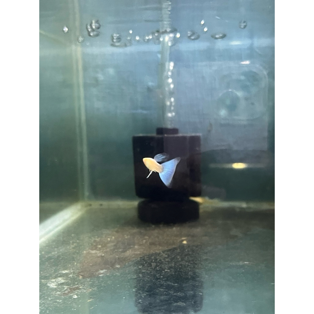 Sky blue guppy sticker
