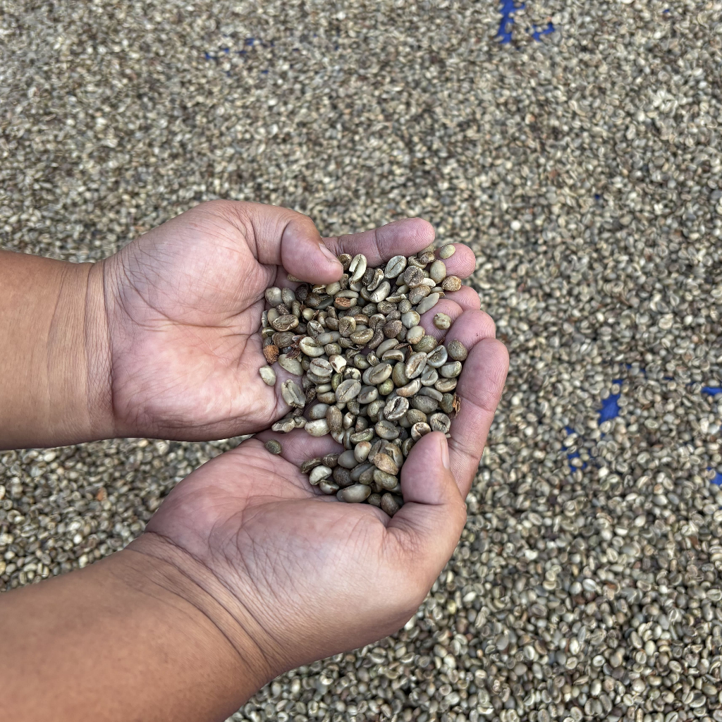 

Coffee green beans arabica dan robusta berbagai spek dari beberapa wilayah di Indonesia