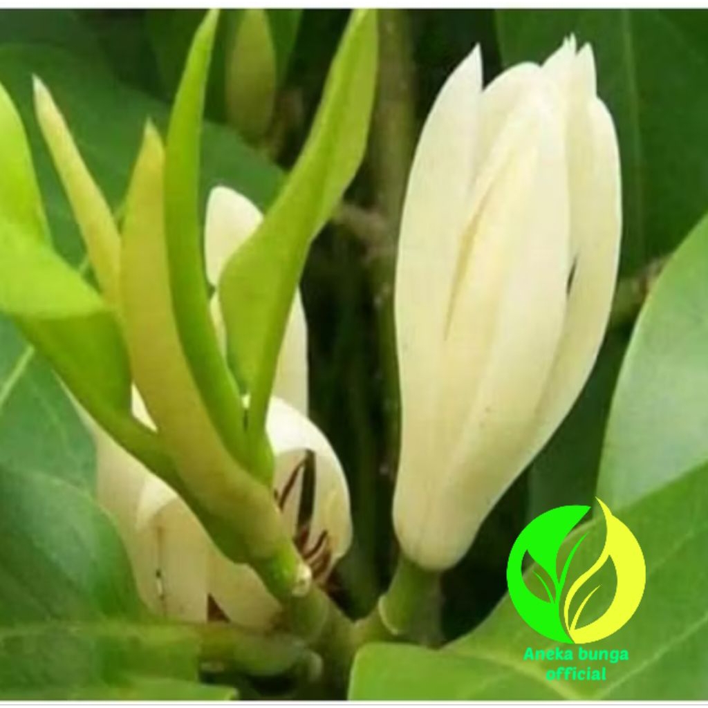 POHON BUNGA KANTIL PUTIH / TANAMAN HIAS BUNGA KANTIL PUTIH