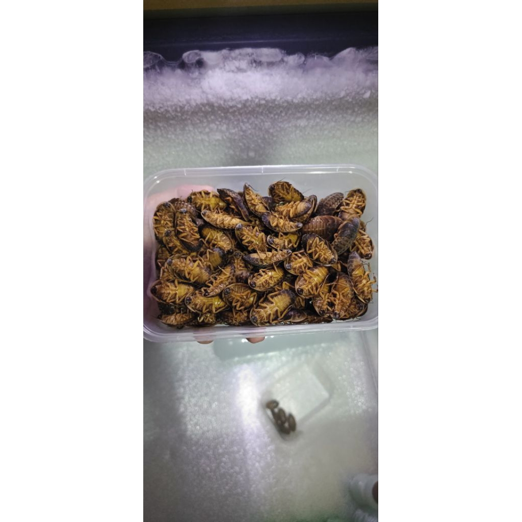 Kecoa Dubia Beku Frozen Fresh Pakan Arwana, Channa, Ikan Predator