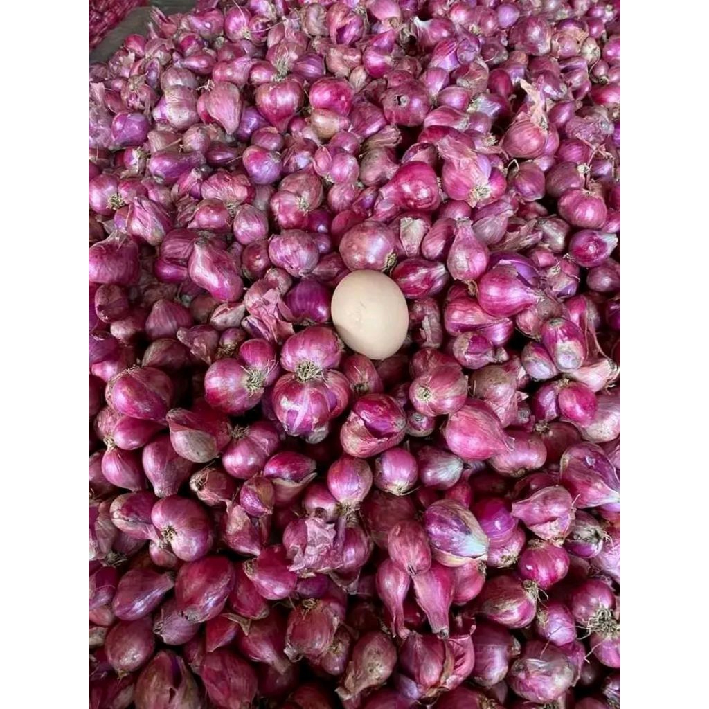 

bawang merah kelas super lokal jawa grosir 1 kg