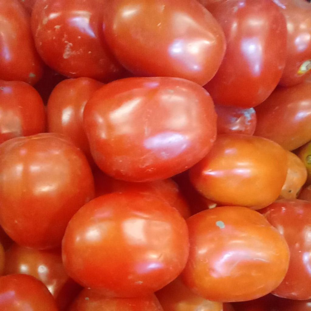 

tomat merah frees 1kg