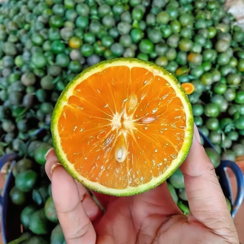 

JERUK Peras Segar Kualitas PREMIUM 1 KG, Langsung di Ambil dari kebun.