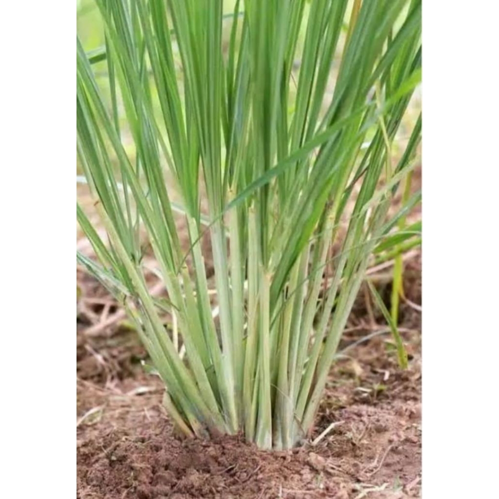 

Pohon Sereh Putih / Sereh Sayur Bibit Tanaman Pohon Sereh Putih