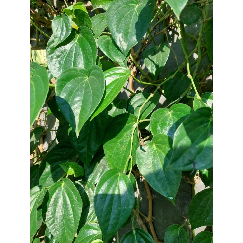 

[ PROMO DAUN SIRIH ] Fresh daun sirih hijau segar langsung petik dari kebun