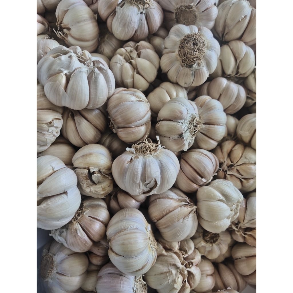 

BAWANG PUTIH SUPER KUPAS