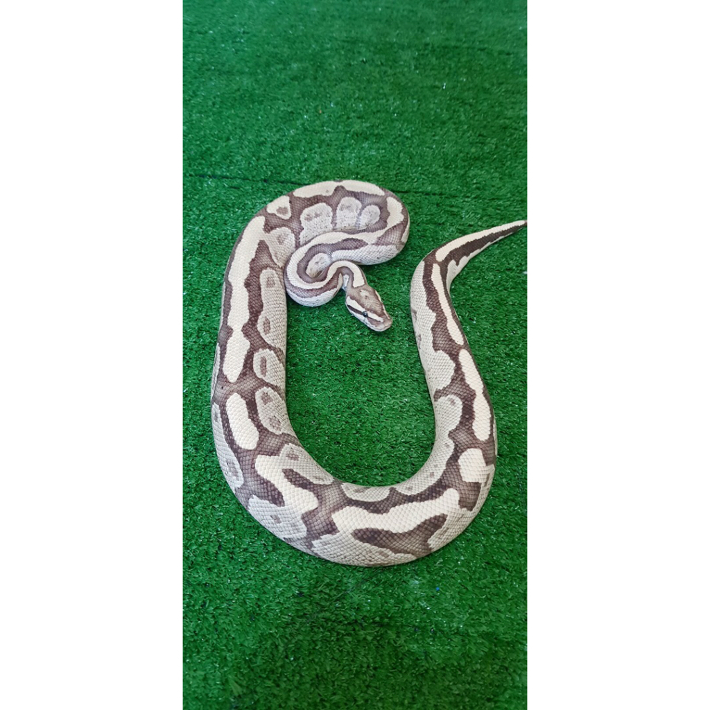 Ball Python Fire Specter,,Male Dewasa,,Proven,,Siap Ternak
