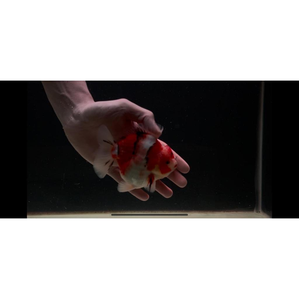 Ikan Koki Oranda Short Tail Tiger Calico 11–12cm | Goldfish Hias Tricolor