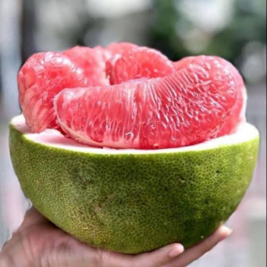 

BUAH jeruk Bali segar / jeruk Bali preneum,segar manis 1kg lebih ,hasil kebun sendiri
