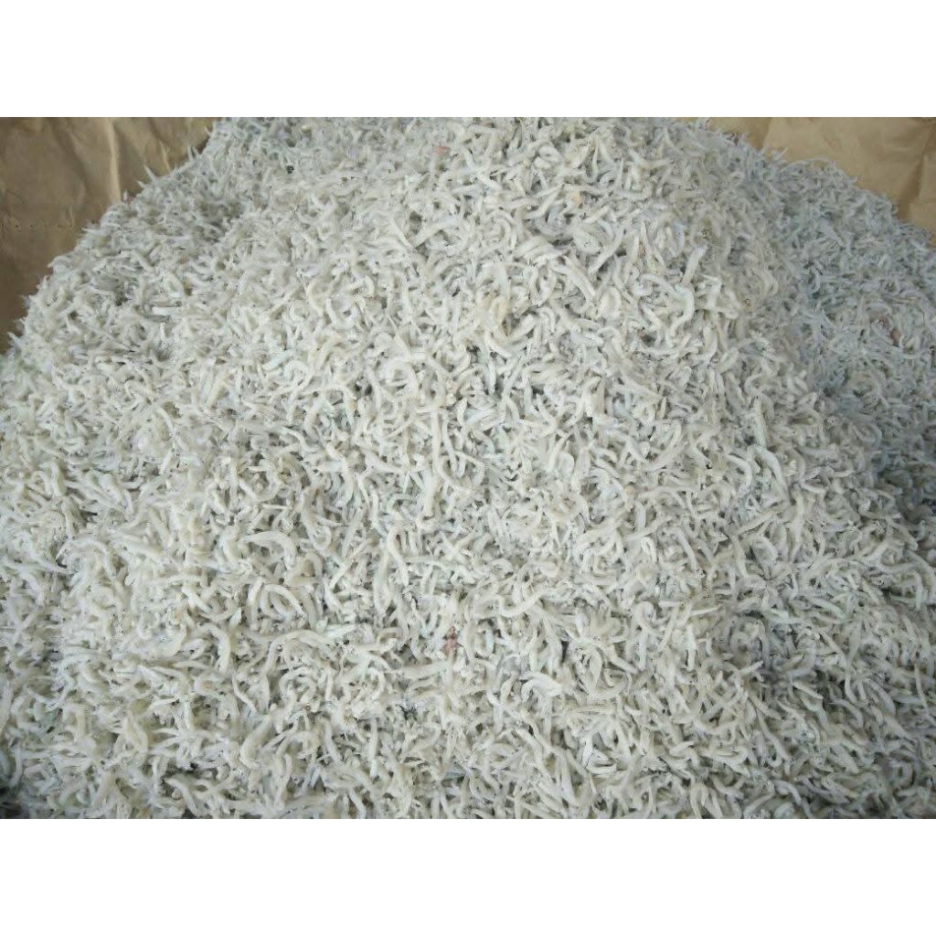 

Teri Medan (teri nasi)