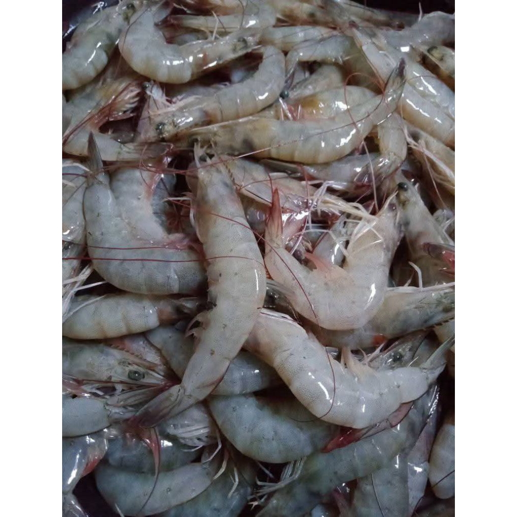 

Udang fresh segar aneka variant ukuran (kecil, sedang, besar, super)