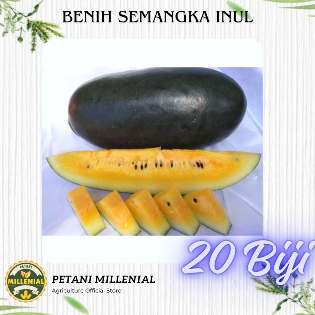 REPACK Benih Semangka Big Maduri per 20 BIJI - Bibit Semangka inul