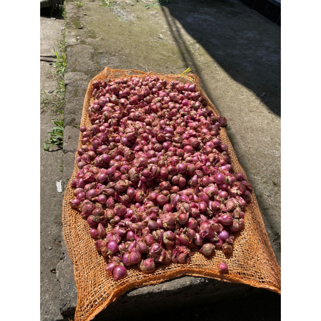 

bawang merah berkualitas