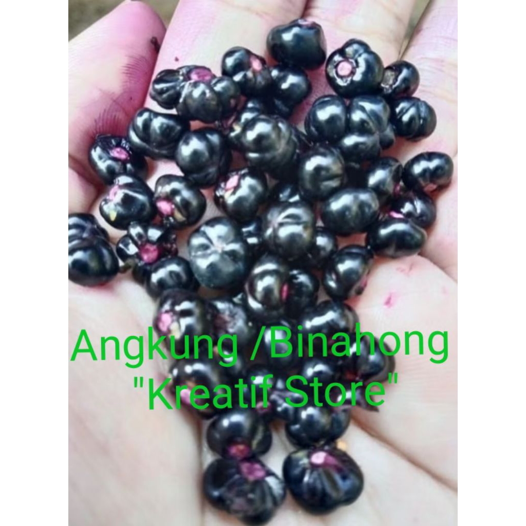 

Buah Angkung segar Herbal organik / obat struk 100 biji buah binahong Herbal " kreatif store
