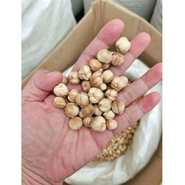 

Kapulaga Kering Kapulaga Jawa Rempah