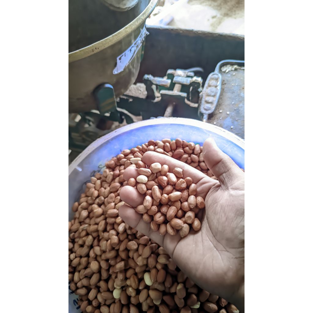

Kacang tanah/jabut lokal dari Tuban 1kg uk 8ml