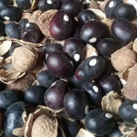 

benih kacang tanah bogor - banten - poi 100 biji